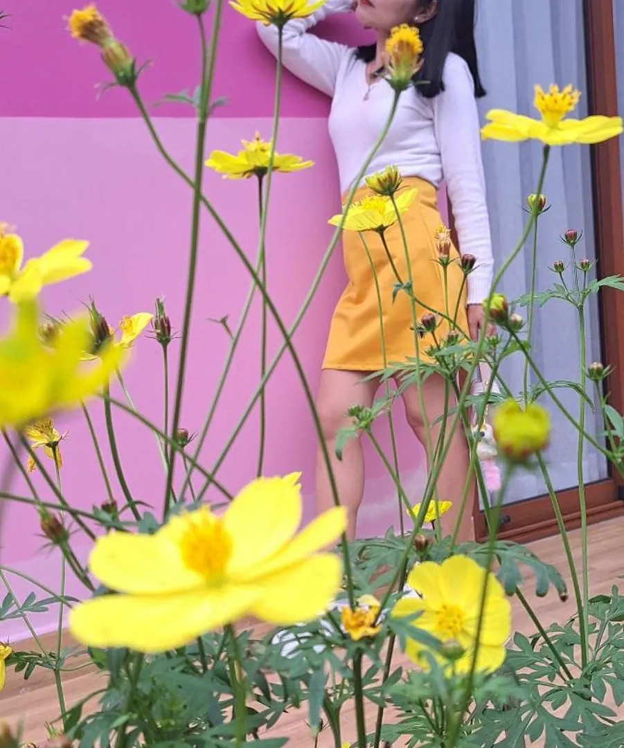 Pink House Homestay Hoi An