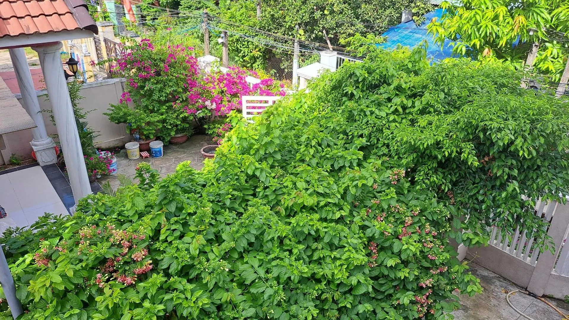 Pink House Homestay 호이안